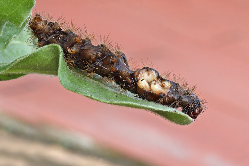 Predatori di farfalle